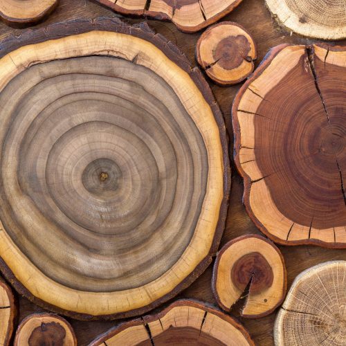 Comment différencier les différentes essences d&rsquo;arbre ?